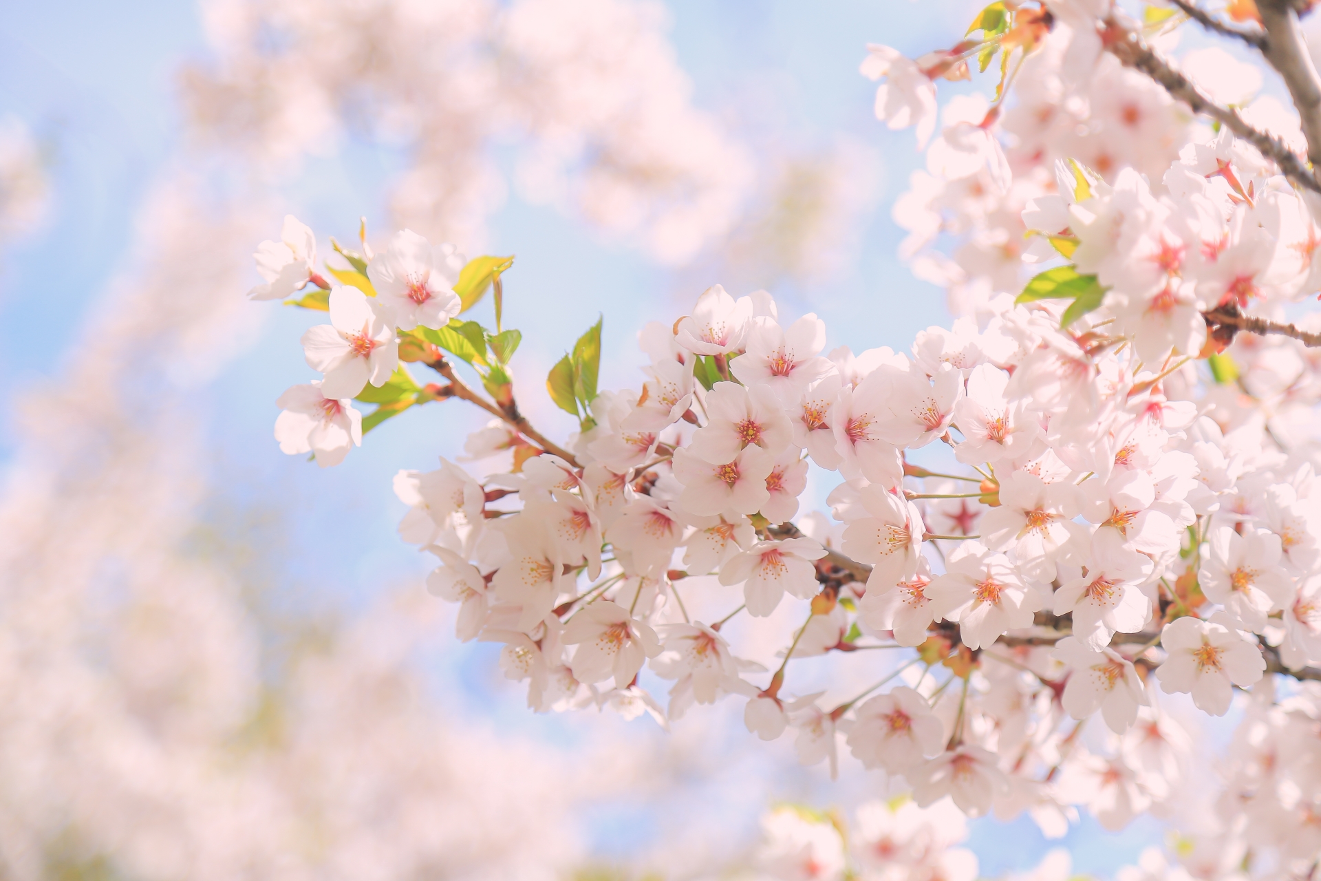 復縁　祈願　神社